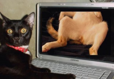 Un chat se matte une chatte.